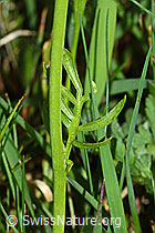 Wiesen-Schaumkraut (Cardamine pratensis) (C250161) Wiesen-Schaumkraut (Cardamine pratensis) (C250161)