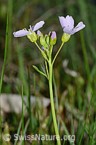 Wiesen-Schaumkraut (Cardamine pratensis) (C250162) Wiesen-Schaumkraut (Cardamine pratensis) (C250162)