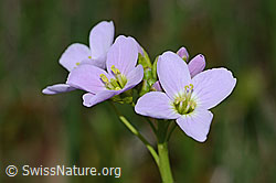 Wiesen-Schaumkraut (Cardamine pratensis) (C250163) Wiesen-Schaumkraut (Cardamine pratensis) (C250163)