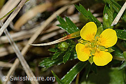 Blutwurz (Potentilla erecta) (C250166)