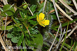 Blutwurz (Potentilla erecta) (C250167)