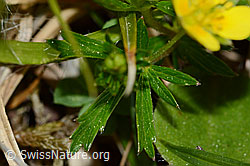 Blutwurz (Potentilla erecta) (C250169)