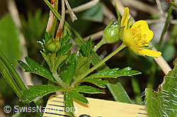 Blutwurz (Potentilla erecta) (C250170)