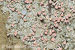 Rosafarbene Köpfchenflechte (Dibaeis baeomyces) (C250173) Rosafarbene Köpfchenflechte (Dibaeis baeomyces) (C250173)