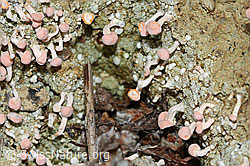 Rosafarbene Köpfchenflechte (Dibaeis baeomyces) (C250174) Rosafarbene Köpfchenflechte (Dibaeis baeomyces) (C250174)