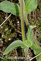 Rote Waldnelke (Silene dioica) (C250187) Rote Waldnelke (Silene dioica) (C250187)