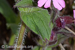 Rote Waldnelke (Silene dioica) (C250189) Rote Waldnelke (Silene dioica) (C250189)