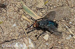 Foto: Totenfliege (Cynomya mortuorum)