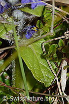 Kriechender Günsel (Ajuga reptans) (C250216) Kriechender Günsel (Ajuga reptans) (C250216)