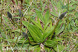 Spitz-Wegerich (Plantago lanceolata) (C250220) Spitz-Wegerich (Plantago lanceolata) (C250220)
