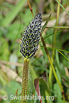 Spitz-Wegerich (Plantago lanceolata) (05.05.2023, C250224)