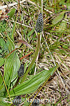Spitz-Wegerich (Plantago lanceolata) (05.05.2023, C250227)