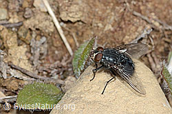 Calliphora vicina (Schmeissfliege) (C250250) Calliphora vicina (Schmeissfliege) (C250250)
