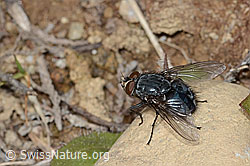 Calliphora vicina (Schmeissfliege) (05.05.2023, C250251)