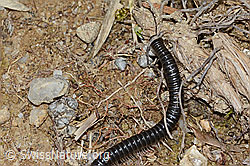 Schwarzer Schnurfüsser (Tachypodoiulus niger) (C250272)