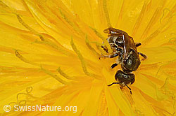 Gewöhnliche Goldfurchenbiene (Halictus tumulorum) auf Gewöhnlichem Löwenzahn (Taraxacum officinale) (05.05.2023, C250312)