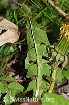 Gewöhnlicher Löwenzahn (Taraxacum officinale) (C250331)