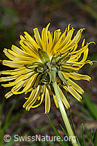 Gewöhnlicher Löwenzahn (Taraxacum officinale) (C250332)