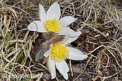 Frühlings-Anemonen (Pulsatilla vernalis) (C253074) Frühlings-Anemonen (Pulsatilla vernalis) (C253074)