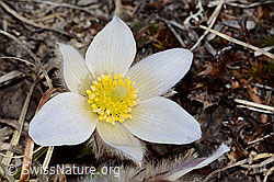 Frühlings-Anemonen (Pulsatilla vernalis) (C253075) Frühlings-Anemonen (Pulsatilla vernalis) (C253075)