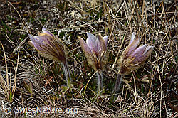 Frühlings-Anemonen (Pulsatilla vernalis) (C253077) Frühlings-Anemonen (Pulsatilla vernalis) (C253077)