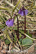 Grosses Alpenglöckchen (Soldanella alpina) (C253098)