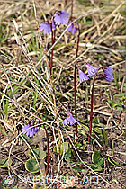 Grosses Alpenglöckchen (Soldanella alpina) (C253099)