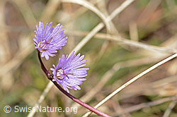 Grosses Alpenglöckchen (Soldanella alpina) (C253103)