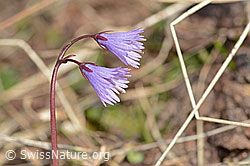 Grosses Alpenglöckchen (Soldanella alpina) (C253104)