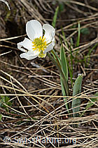 Pyrenäen-Hahnenfuss (Ranunculus kuepferi) (C253143)