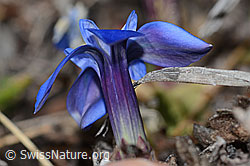 Schleichers Enzian (Gentiana schleicheri) (C253187) Schleichers Enzian (Gentiana schleicheri) (C253187)
