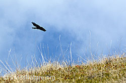 Alpendohle (Pyrrhocorax graculus) (C253192)