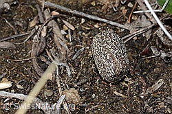 Reh (Capreolus capreolus, Losung) (26.05.2023, C253199) Reh (Capreolus capreolus, Losung) (26.05.2023, C253199)