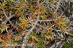 Alpen-Wacholder (Juniperus communis ssp. saxatilis) (C253202) Alpen-Wacholder (Juniperus communis ssp. saxatilis) (C253202)
