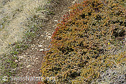 Alpen-Wacholder (Juniperus communis ssp. saxatilis) (C253203) Alpen-Wacholder (Juniperus communis ssp. saxatilis) (C253203)