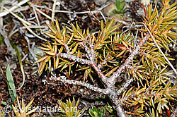 Alpen-Wacholder (Juniperus communis ssp. saxatilis) (C253204) Alpen-Wacholder (Juniperus communis ssp. saxatilis) (C253204)