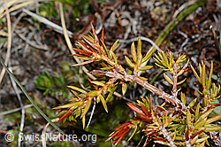 Alpen-Wacholder (Juniperus communis ssp. saxatilis) (C253206) Alpen-Wacholder (Juniperus communis ssp. saxatilis) (C253206)