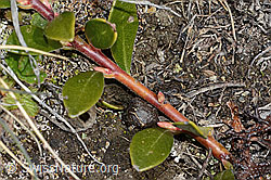 Immergrüne Bärentraube (Arctostaphylos uva-ursi) (C253214)