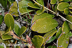Immergrüne Bärentraube (Arctostaphylos uva-ursi) (C253215)