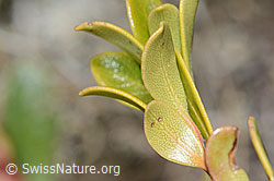 Immergrüne Bärentraube (Arctostaphylos uva-ursi) (C253217)