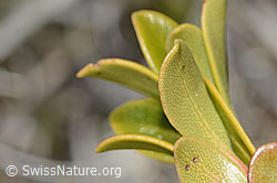 Immergrüne Bärentraube (Arctostaphylos uva-ursi) (C253218)