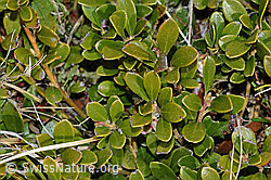 Immergrüne Bärentraube (Arctostaphylos uva-ursi) (C253220)