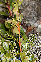 Immergrüne Bärentraube (Arctostaphylos uva-ursi) (C253221)