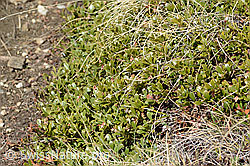 Immergrüne Bärentraube (Arctostaphylos uva-ursi) (C253224)