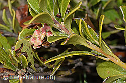 Immergrüne Bärentraube (Arctostaphylos uva-ursi) (C253226)