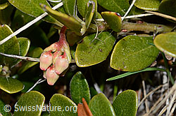 Immergrüne Bärentraube (Arctostaphylos uva-ursi) (C253230)