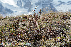 Europäische Lärche (Larix decidua) (26.05.2023, C253286)