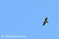 Bartgeier (Gypaetus barbatus) (26.05.2023, C253308)