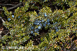 Alpen-Wacholder (Juniperus communis ssp. saxatilis) (C253335) Alpen-Wacholder (Juniperus communis ssp. saxatilis) (C253335)