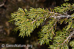 Alpen-Wacholder (Juniperus communis ssp. saxatilis) (C253336) Alpen-Wacholder (Juniperus communis ssp. saxatilis) (C253336)